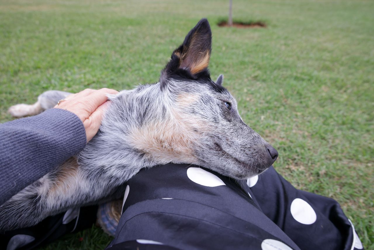 An Australian Cattle Dog enjoys a peaceful moment outdoors, feeling relaxed and content.