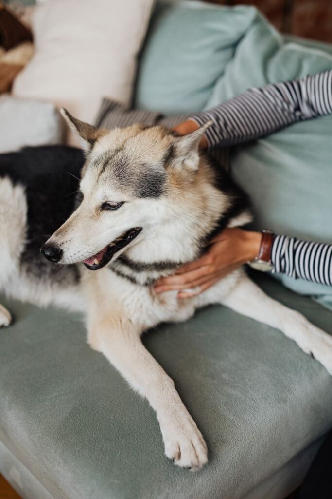 The Art of Drawing Readers In: Your attractive post title goes here Siberian Husky being lovingly petted on a cozy sofa by its owner indoors.
