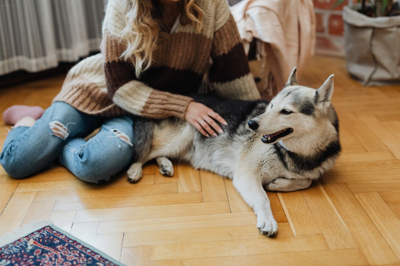 A woman gently pets her relaxing husky dog on a wooden floor inside a cozy home.