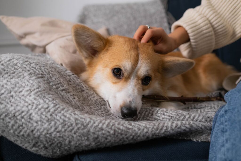 Crafting Captivating Headlines: Your awesome post title goes here A cute Corgi puppy enjoys being petted while resting on a comfortable sofa indoors.